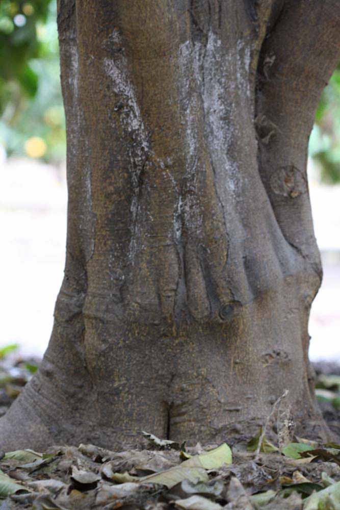                 Bark (Monroe, Riverside, CA)       